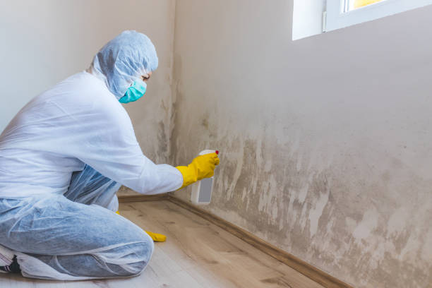 Licensed Mold Inspection service in Cooksville, MD - WQB Mold Removal