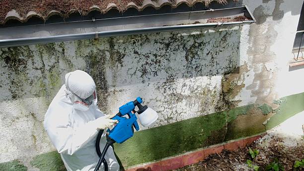 Top rated local Mold Inspection specialists in Cooksville, MD